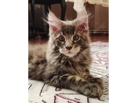 Maine coon erkek yavru