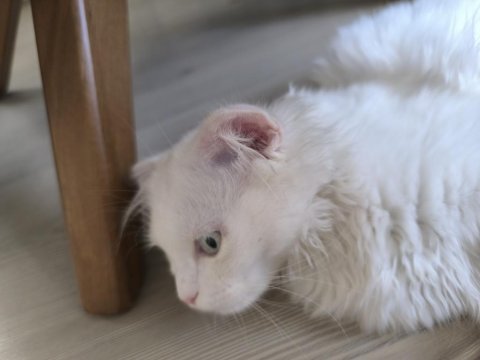 Yavru kedi