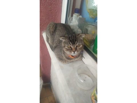 Scottish fold