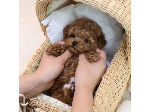 İstanbulda kore toy poodle bebeklerim