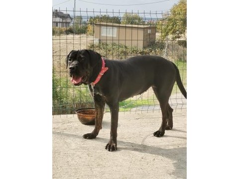 A class presa canario yavruları