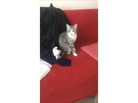 10 güne kadar sahiplendirmem gerekiyor