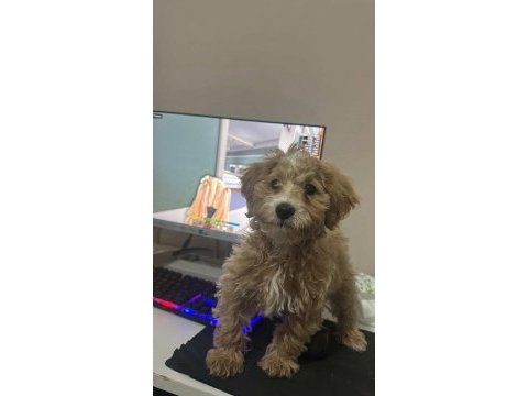 Maltipoo 4 aylık
