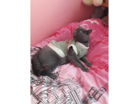 8 aylık british shorthair kedim