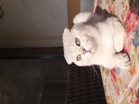 Safkan scottish fold silver ns11