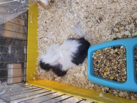 Guinea pig yavruları