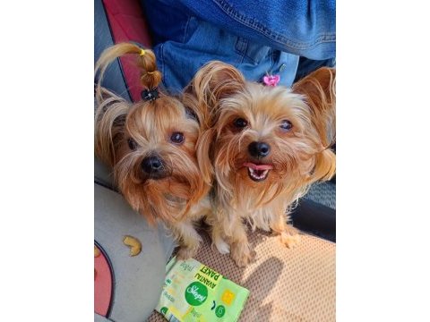 Teacup max 2.300 kg erkek bebek yorkshire terrier köpeği