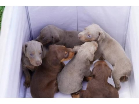 Farklı olmak isteyene egzotik renk doberman bebekler