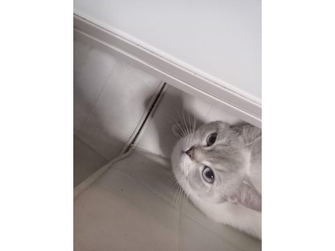 British shorthair 1 yaşında