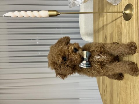 Tüm aşıları tam tuvalet eğitimli ve çipli poodle