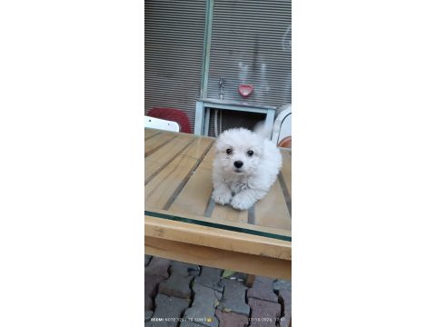 Yavru terrier köpeğimiz
