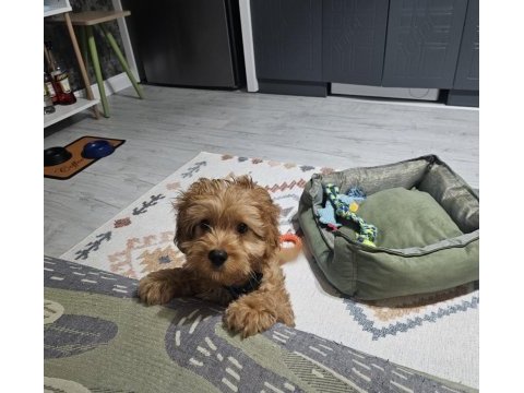 4 aylık maltipoo
