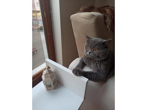 2 yaşında british shorthair erkek
