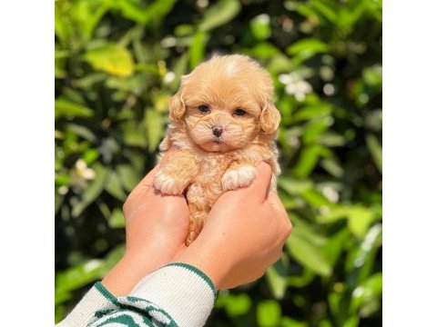 Teacup maltipoo 2.5 aylık dişi yavrumuz