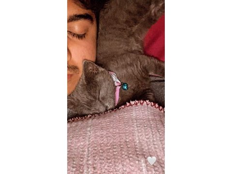 2 aylık british shorthair dişi