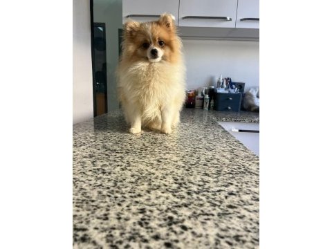 10 aylık pomeranian erkek