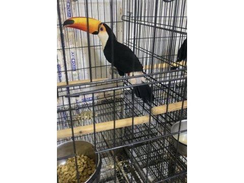 Taka tucan papağanı faturalı