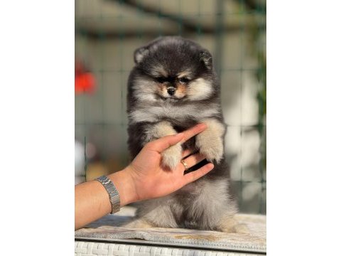 Pomeranian boo cinsi yavrular