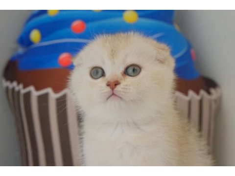 Scottish fold silver safkan yavrumuz