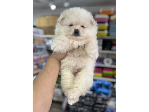 Pomeranian yavru köpeklerimiz