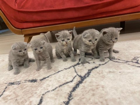 Scottish fold ve british yavrusu