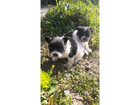 40 günlük maltese terrier yavrular