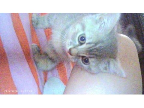 British shorthair kedisi