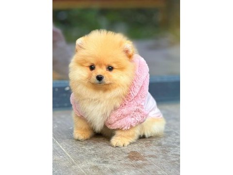Pomeranian boo yeni yuvasını bekliyor
