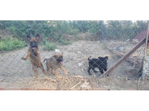 Erkek ve dişi safkan malinois