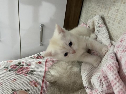 Güzel yavrularımız yuvalarını arıyor british shorthair