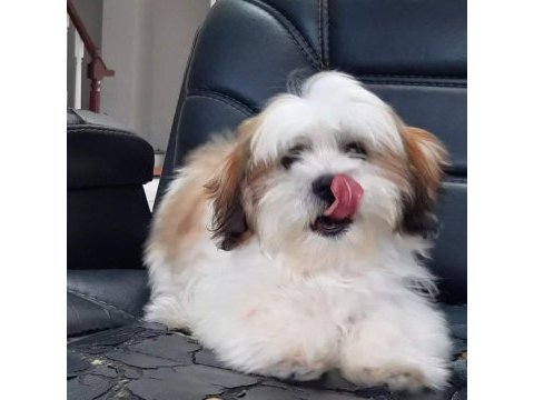 Shih tzu bebekleri yeni ailesine gitmeye hazır