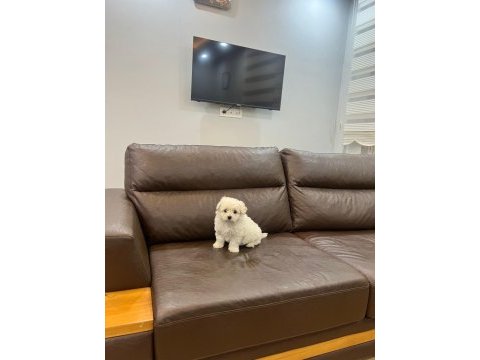 2 buçuk aylık maltipoo