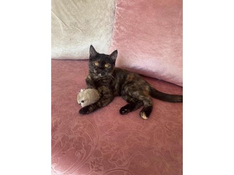 Bebek kedilerimize yeni sıcak yuva arıyoruz