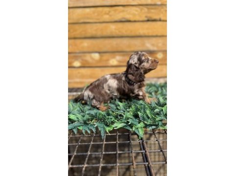 Merle renk mini dachshund (sosis köpek) yavrusu