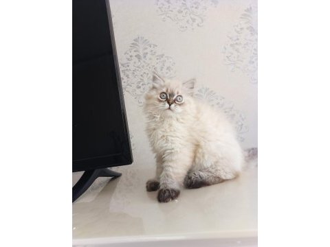 Pofuduk pati british longhair