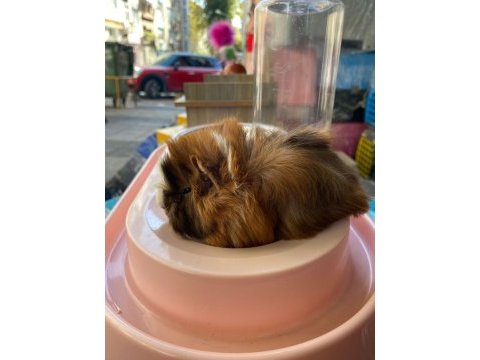 Guinea pig ler geldi