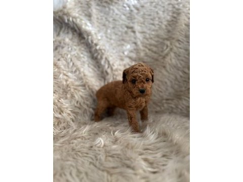 2 aylık kore poodle bebekler