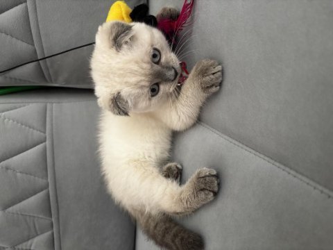 Scottish fold blue point 3 aylık kedimiz