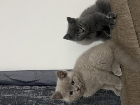 Yavru british shorthair kedilerim