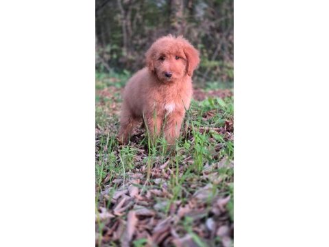 Mükemmel karakter ve vücut anatomisi labradordoodle yavrumuz