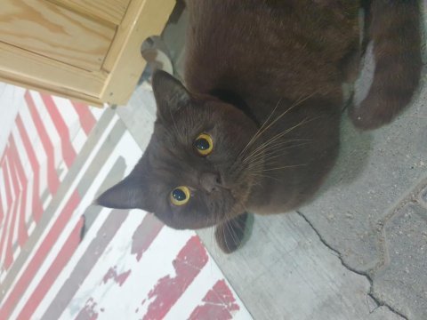 British longhair kedimize eş arıyoruz