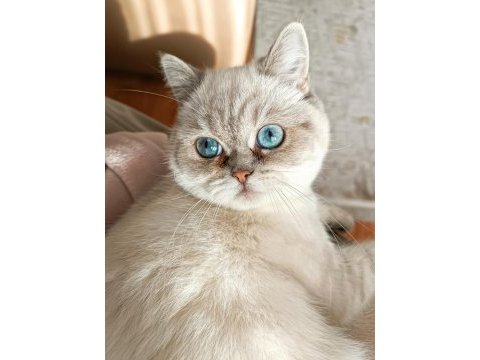 British shorthair silver point