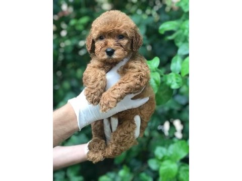 A kalite poodle ayarında maltipoo bebek