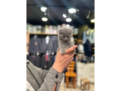Scottish fold yavru kedilerimiz