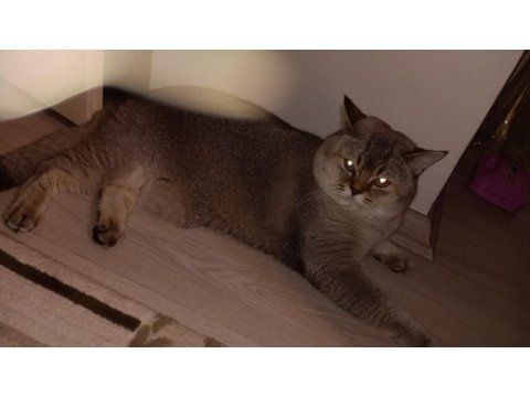 Erkek kedim kendine gelin adayı arıyor