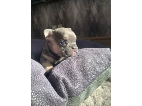 Güzeller güzeli french bulldog bebeklerimiz