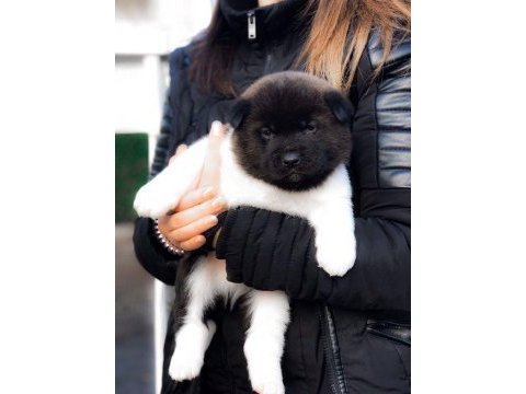 Amerikan akita yavrularımız
