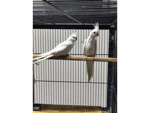 Albino lutino sultan papağanı yavrular mevcut