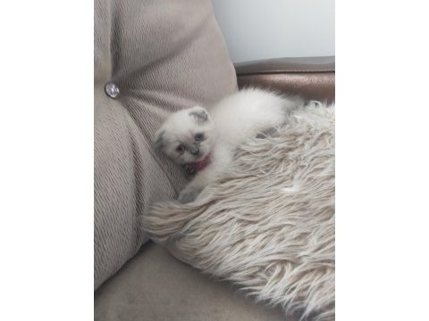 3 aylık scottish fold prensesim