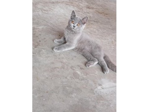 Eğitimli british shorthair
